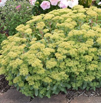 Čīkstene 'Lemonjade'